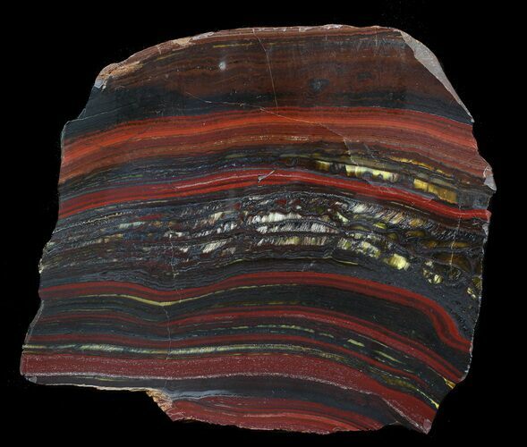 Polished Tiger Iron Stromatolite - ( Billion Years) #62628